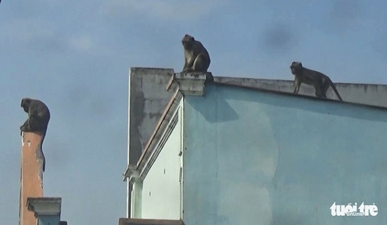 Tin trong nước - Vụ đàn khỉ 'đại náo' khu dân cư ở TP.HCM: Đã bắt được con đầu tiên (Hình 2).
