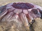 Tin thế giới - New Zealand: Tranh cãi ‘vật thể lạ’ là sứa khổng lồ hay sinh vật ngoài hành tinh