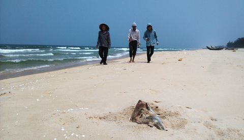 Cá chết tiếp tục dạt vào bờ biển ở Quảng Bình, Quảng Trị - Ảnh 1