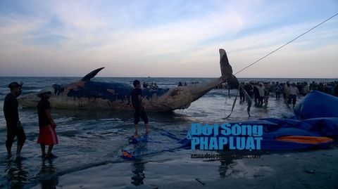 An táng cá voi nặng 10 tấn chết nổi trên vùng biển Nghệ An  - Ảnh 3