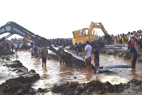 Phát hiện cá voi "khủng" chết nổi ở vùng biển Nghệ An - Ảnh 1