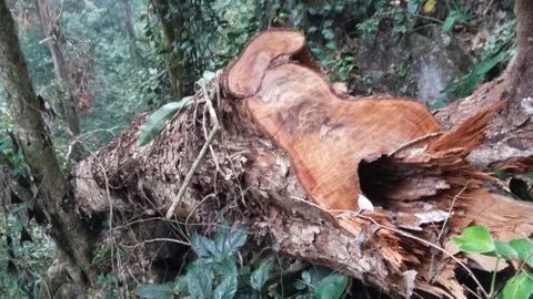 Hạt kiểm lâm báo cáo UBND huyện gỗ mục nát “di tích” lâu đời rồi né trách nhiệm - Ảnh 1