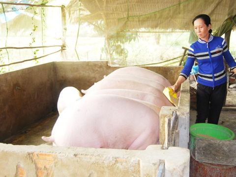 Trung Quốc mua lợn giá cao: Cẩn thận bong bóng tăng trưởng - Ảnh 1