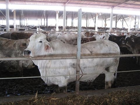 Úc tạm ngừng xuất khẩu gia súc sang Việt Nam, giá thịt bò sẽ tăng? - Ảnh 1