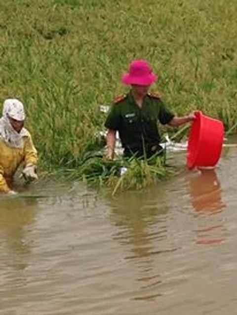 CSGT, bộ đội ngâm mình dưới nước vớt lúa giúp dân gây bão mạng - Ảnh 5