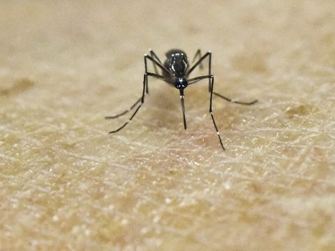 Mỹ xác nhận ca tử vong đầu tiên do virus Zika - Ảnh 1