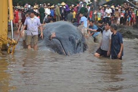 Giải cứu cá voi dài 15m, nặng 10 tấn dạt vào bờ biển Nghệ An - Ảnh 1