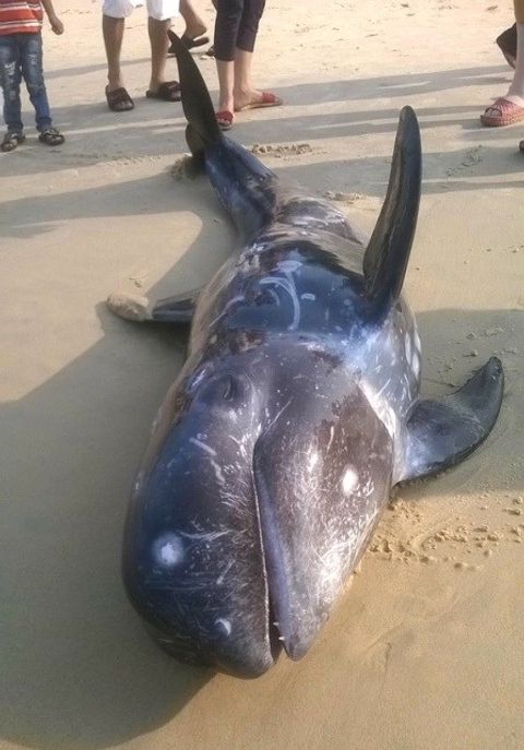 Cá voi chết bất thường trôi dạt vào bờ biển Huế - Ảnh 2