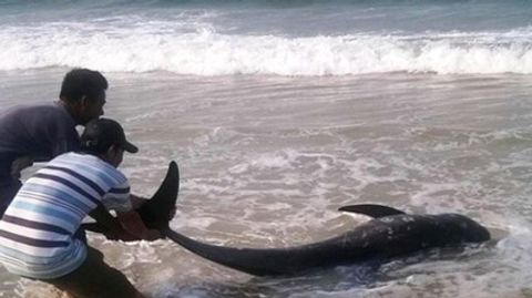 Cá voi chết bất thường trôi dạt vào bờ biển Huế - Ảnh 1
