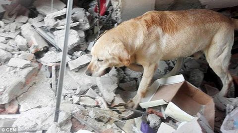 Cứu 7 nạn nhân động đất, chú chó kiệt sức mà chết  - Ảnh 1