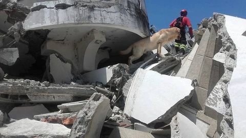 Cứu 7 nạn nhân động đất, chú chó kiệt sức mà chết  - Ảnh 3
