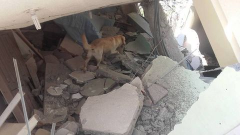 Cứu 7 nạn nhân động đất, chú chó kiệt sức mà chết  - Ảnh 4