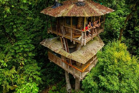 Cặp đôi dành toàn bộ tài sản để 'xây nhà' trên cây trong rừng nhiệt đới Nam Mỹ  - Ảnh 1