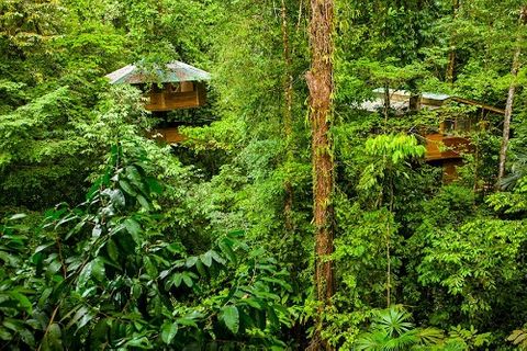 Cặp đôi dành toàn bộ tài sản để 'xây nhà' trên cây trong rừng nhiệt đới Nam Mỹ  - Ảnh 3