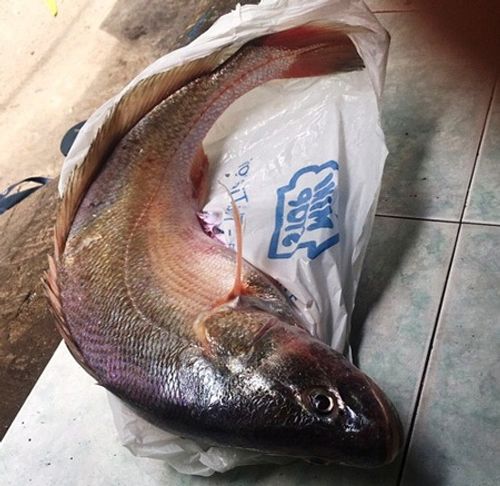 Một người dân ở TP HCM câu được cá sủ vàng quý hiếm  - Ảnh 1