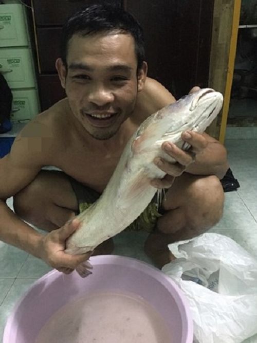 Một người dân ở TP HCM câu được cá sủ vàng quý hiếm  - Ảnh 2