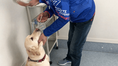 Nhật Bản đào tạo chó phát hiện người mắc ung thư sớm - Ảnh 1