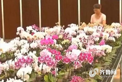 Người phụ nữ suýt ngồi tù vì đổi nhầm cây hoa giá trị hơn 67 tỷ đồng - Ảnh 1