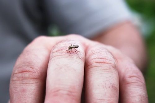 Tại sao muỗi cứ tấn công bạn mà không phải người khác? - Ảnh 1