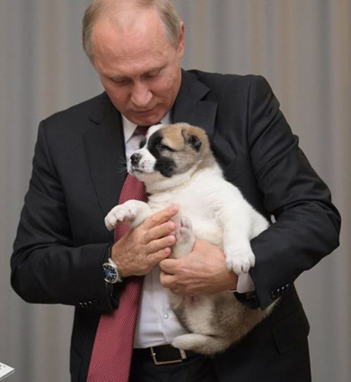 Tổng thống Putin lại được tặng chó nhân dịp sinh nhật - Ảnh 3