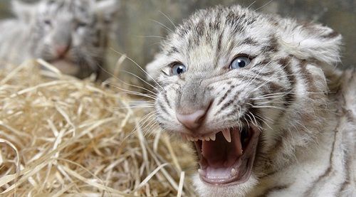 Ấn Độ: Kinh hoàng cảnh nhân viên sở thú bị hổ ăn thịt - Ảnh 1