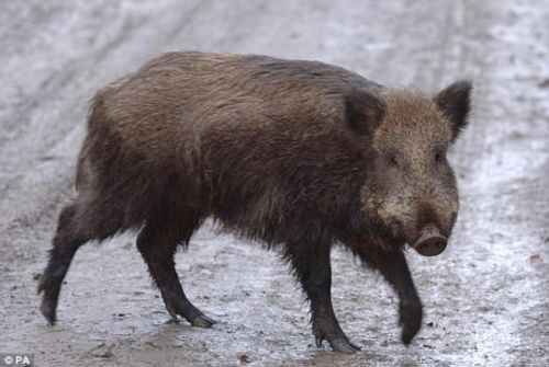 Lợn rừng tấn công giết chết ba chiến binh khủng bố IS ở Iraq - Ảnh 1