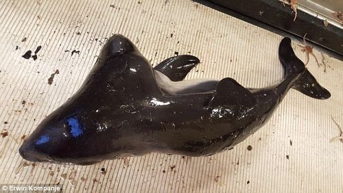 Phát hiện cá heo hai đầu đầu tiên trên thế giới - Ảnh 3