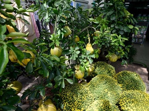 Hoa kiểng, trái cây chơi Tết “độc, lạ” ngập tràn ở TP. Hồ Chí Minh - Ảnh 4