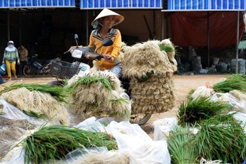 Kiệu tăng giá gấp đôi, nông dân vùng lũ Bình Định vớt vát tiền sắm Tết - Ảnh 1