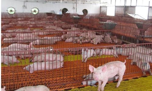 Giá lợn “chạm đáy”, bán 1kg thịt không mua nổi cân táo Tàu - Ảnh 1