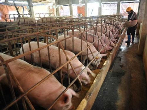 Bộ Nông nghiệp sang Trung Quốc đàm phán để “giải cứu" lợn thịt - Ảnh 1