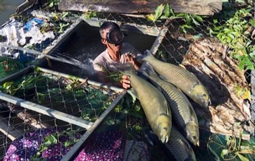 Cá nuôi lồng bè trên sông Bồ chết hàng loạt, thiệt hại hàng trăm triệu đồng - Ảnh 1
