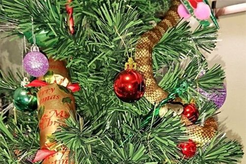 Phát hiện rắn độc cuộn tròn trên cây thông Noel giống như đồ trang trí - Ảnh 1