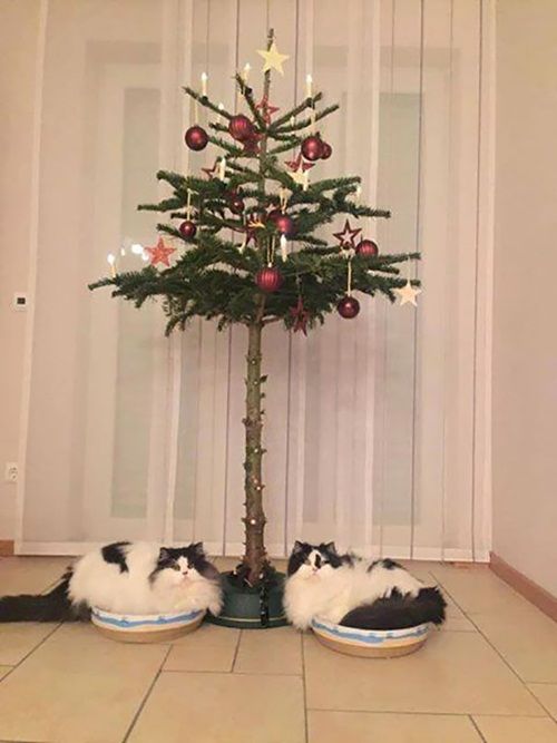 Cách để bảo vệ cây thông Noel của bạn khỏi “giặc”… chó mèo - Ảnh 12