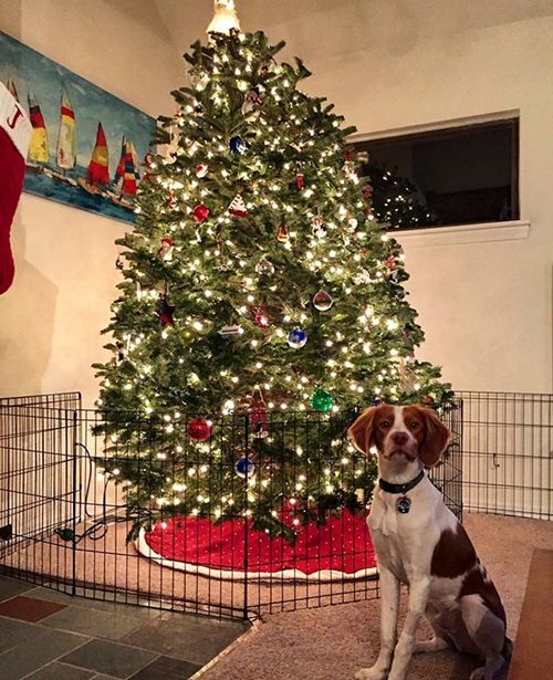 Cách để bảo vệ cây thông Noel của bạn khỏi “giặc”… chó mèo - Ảnh 14