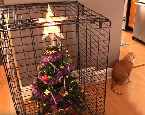 Cách để bảo vệ cây thông Noel của bạn khỏi “giặc”… chó mèo - Ảnh 6