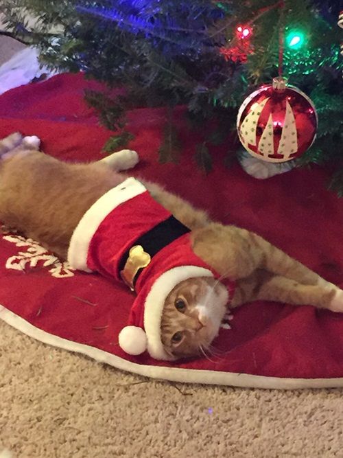 Cách để bảo vệ cây thông Noel của bạn khỏi “giặc”… chó mèo - Ảnh 7