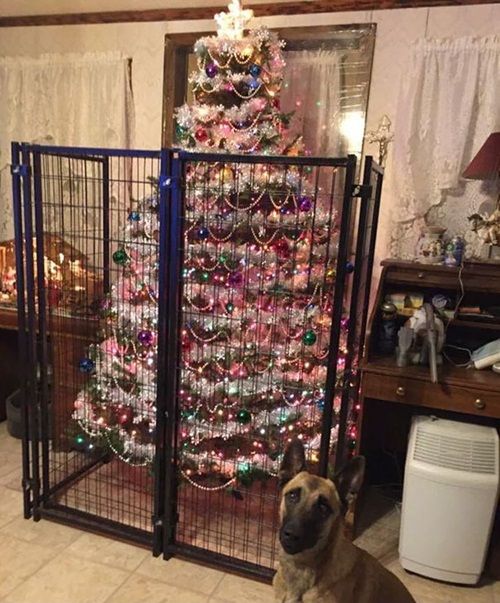 Cách để bảo vệ cây thông Noel của bạn khỏi “giặc”… chó mèo - Ảnh 9