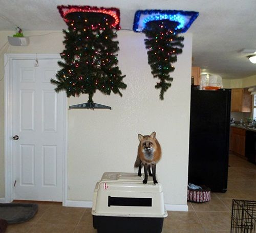 Cách để bảo vệ cây thông Noel của bạn khỏi “giặc”… chó mèo - Ảnh 1