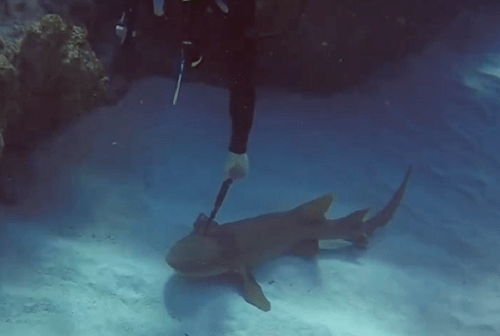 Chú cá mập 'hiền' nhất quần đảo Cayman cầu cứu thợ lặn khi bị dao đâm trúng đầu - Ảnh 1