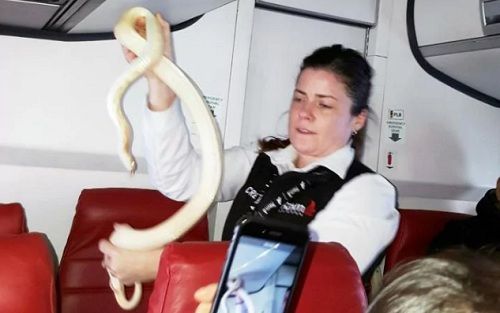 Hành khách tá hỏa khi phát hiện rắn trên máy bay - Ảnh 2