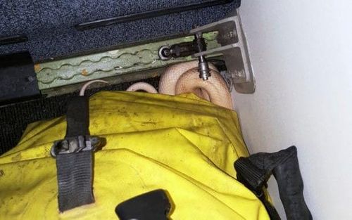 Hành khách tá hỏa khi phát hiện rắn trên máy bay - Ảnh 1