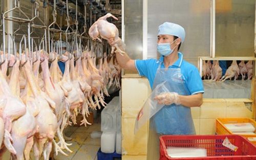 Thịt gà Việt Nam sẽ xuất khẩu sang Nhật Bản, EU trong năm 2017 - Ảnh 1