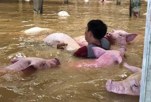 '. Sững sờ nhìn trại lợn gần 4.000 con bị xóa xổ vì nước lũ .'