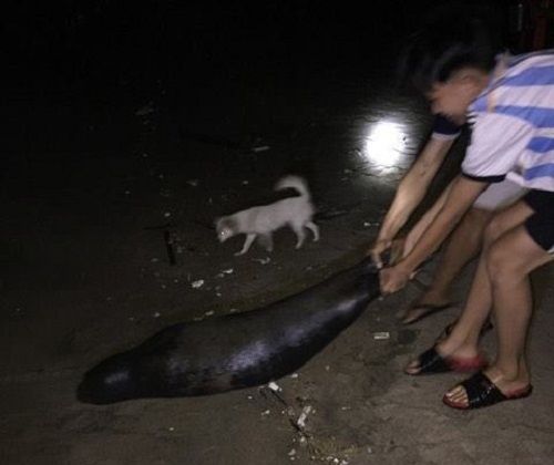 Chú hải cẩu lên bờ đùa giỡn với người dân ở Bình Thuận bị đánh chết - Ảnh 1