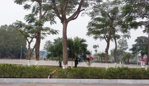 Điều chuyển công tác chủ tịch phường cho dân chặt cây xanh ở Hải Phòng - Ảnh 1