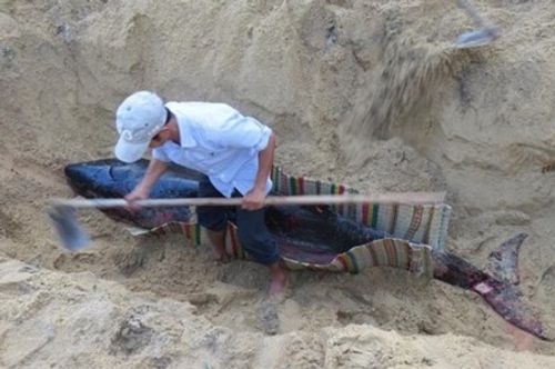 Mai táng cá heo hơn 300kg dạt vào bờ biển Quảng Ngãi - Ảnh 1