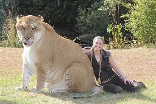 Ngắm đứa con lai giữa sư tử và hổ lớn nhất thế giới   - Ảnh 3