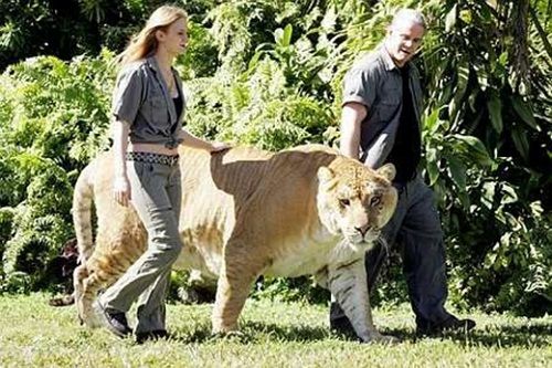 Ngắm đứa con lai giữa sư tử và hổ lớn nhất thế giới   - Ảnh 4
