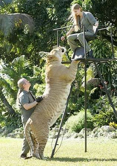Ngắm đứa con lai giữa sư tử và hổ lớn nhất thế giới   - Ảnh 7
